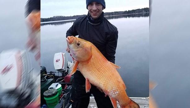 Nevjerovatan trofej u Minesoti: Ulovio džinovsku zlatnu ribicu