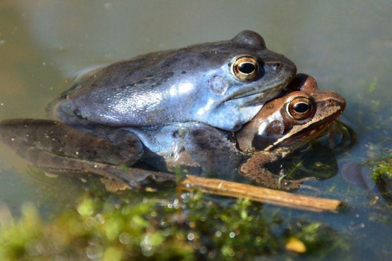 Traži se plava žaba u BiH, pronalazaču obećana nagrada