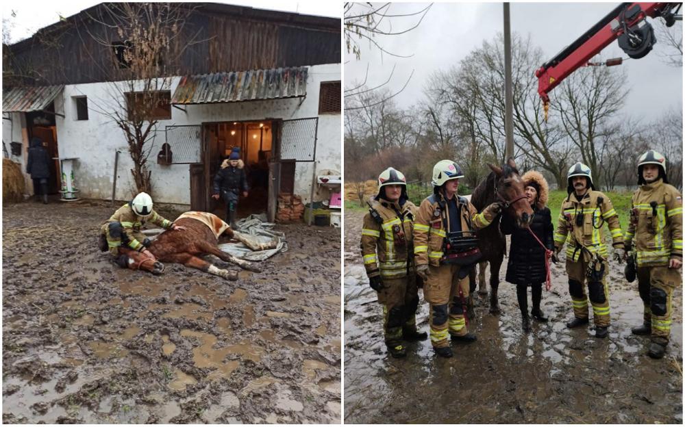 Nesvakidašnja intervencija: Vatrogasci iz Karlovca pomogli kobili da stane na noge