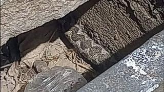 Uznemirujuće: Najezda zmija u naselju Alipašino Polje