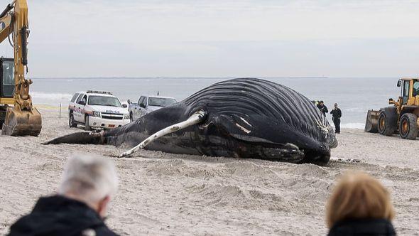 Ovo je prvi slučaj masovne smrti kitova na ovim područjima - Avaz