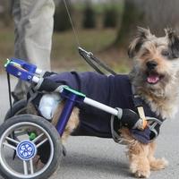 Mješanac Gizmo uprkos invalidnosti veselo trči parkovima 
