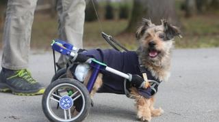 Mješanac Gizmo uprkos invalidnosti veselo trči parkovima 