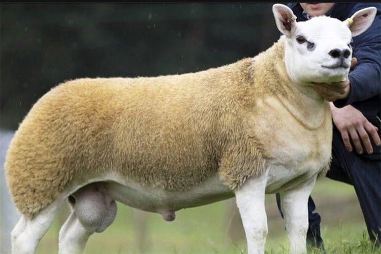 Najskuplja ovca na svijetu prodata da 490 hiljada dolara - Avaz