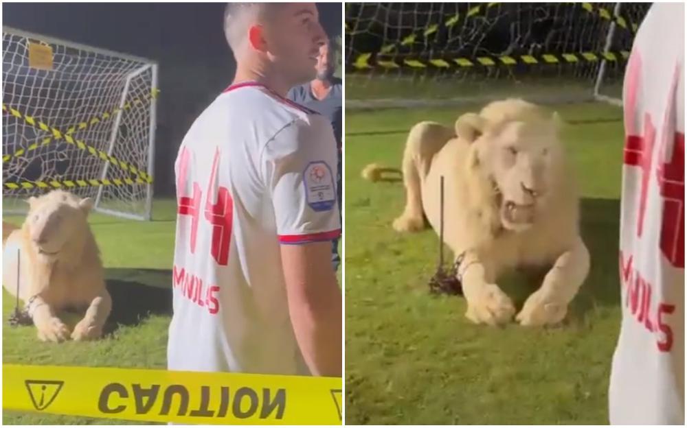 Fudbaleru društvo pravio lav - Avaz