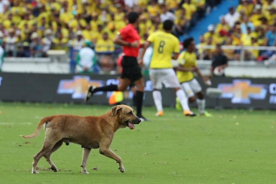 Nesvakidašnja situacija u Kolumbiji: Pas utrčao na teren na meču Kolumbije i Brazila