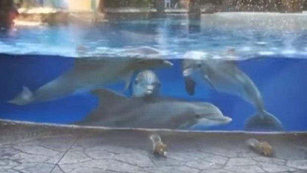 Vjeverice skakutale pored bazena, a delfini su ih pratili: Sada su najbolji drugari