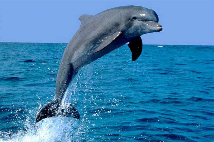 Uginula najstarija ženka delfina pod ljudskom brigom