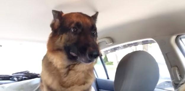 Ovaj je pas shvatio da ide veterinaru i to ga nimalo ne oduševljava