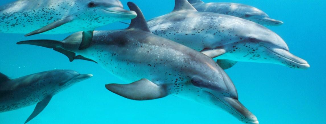 Više od 170 delfina uginulo u Brazilu zbog opasnog virusa