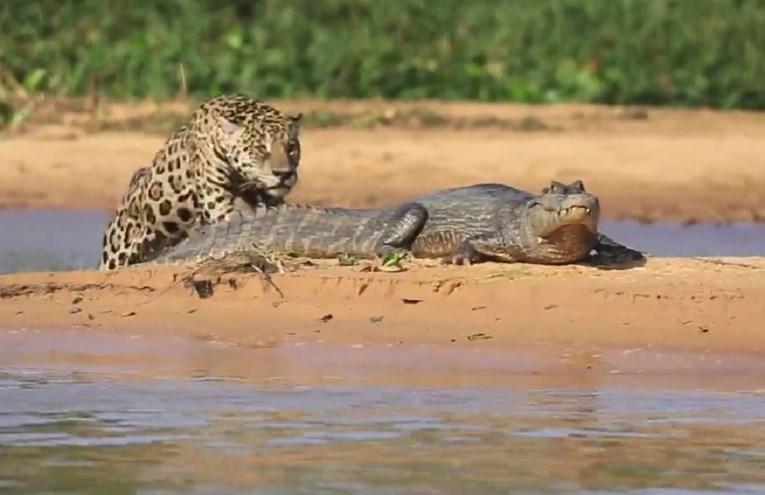 Jaguar napao krokodila iz zasjede i nije mu bilo spasa