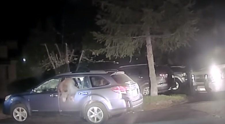 Hrabri zamjenik šerifa oslobodio radoznalog medvjeda iz automobila