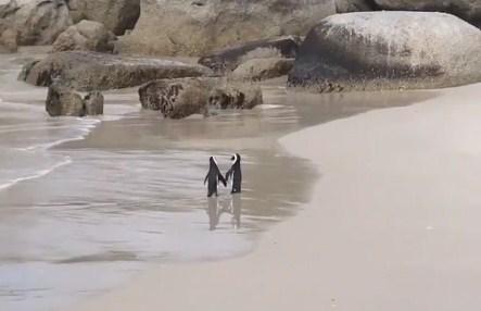 Ova dva zaljubljena pingvina vraćaju vjeru u ljubav