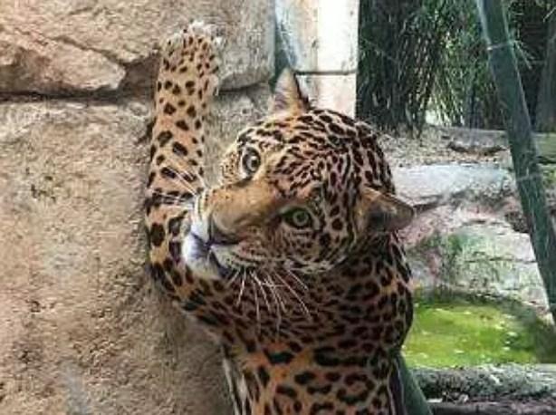 U Nju Orleansu jaguar pobjegao iz zoološkog vrta pa ubio šest životinja