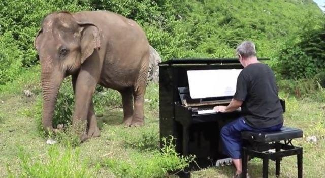 Nevjerovatan prizor: Slijepa 62-godišnja slonica igra uz zvuke klavira