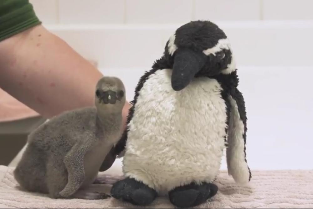 Najslađi mali borac: Oporavlja se beba pingvin kojoj su roditelji slučajno razbili jaje
