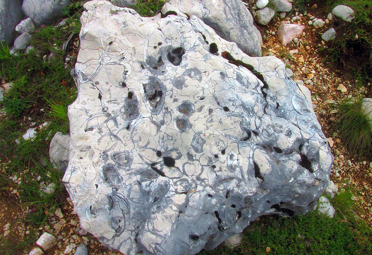 Na Blidinju otkriveni ostaci školjki stari 220 miliona godina