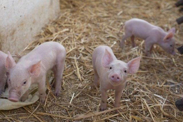 Prvi slučajevi svinjske gripe u Bugarskoj