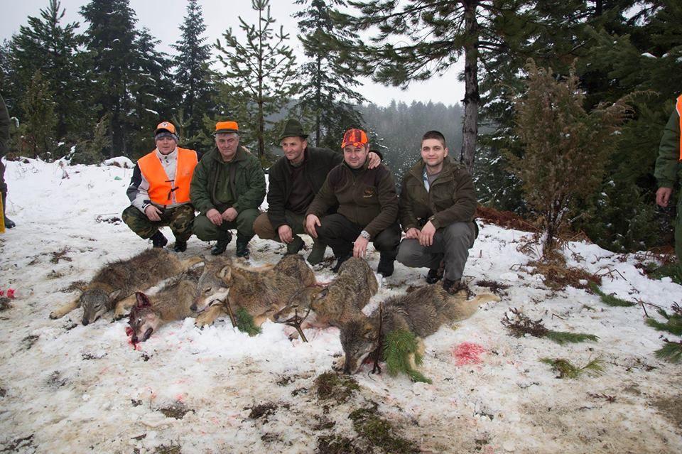 U lov na vuka kreće hiljadu lovaca iz pet zemalja