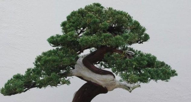 Japanskom paru iz vrta ukrali bonsai drvo staro 400 godina