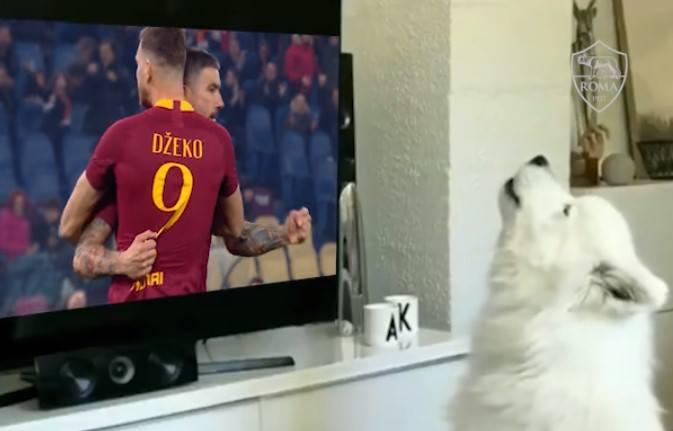 Ovako pas samojed proslavlja golove Rome