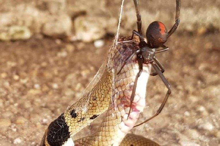 Neće vam biti svejedno kad vidite kako je ovaj pauk od zmije napravio večeru