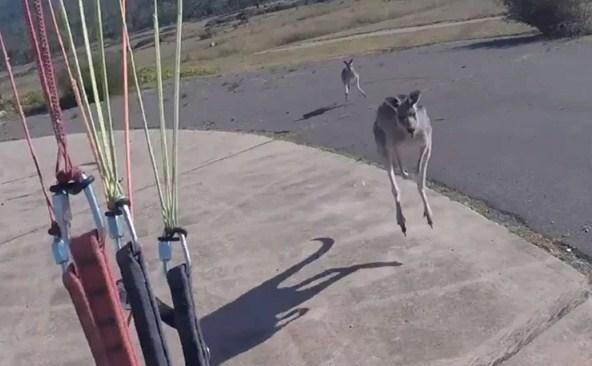 Paraglajderista vidio kengura kako skače prema njemu, ali ovo nije očekivao