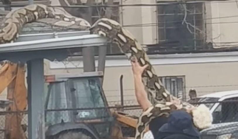 Ogromna zmija izazvala pravi haos na ulicama američkog grada