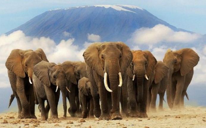 Ukinuta zabrana lova na slonove
