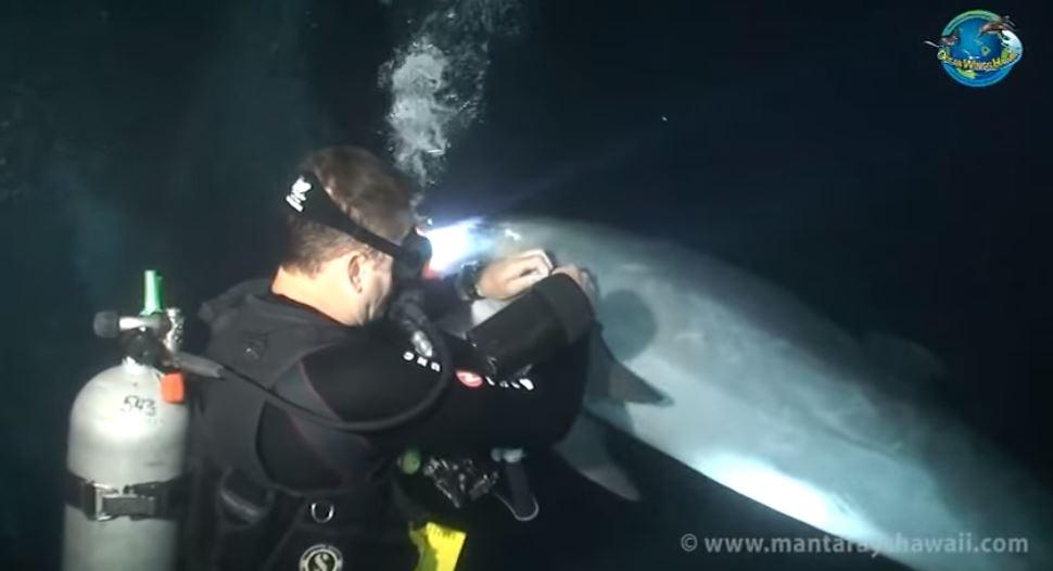 Ranjeni delfin prišao roniocu i zatražio pomoć