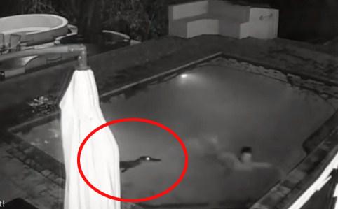 Nevjerovatan snimak: Mladić i djevojka bezbrižno uživali u bazenu, a onda je u vodu ušao aligator
