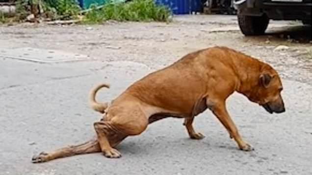 Školovani prevarant: Pas glumi da je povrijeđen da dobije hranu