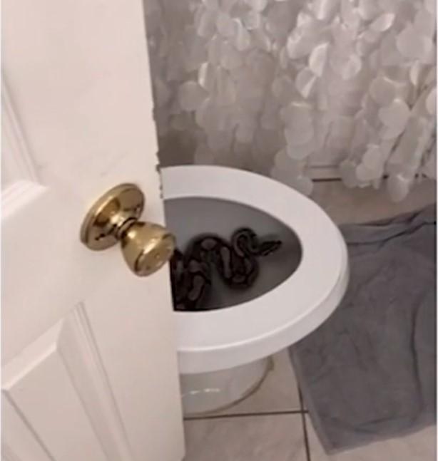 Čovjek iz Teksasa pronašao zmiju u toaletu