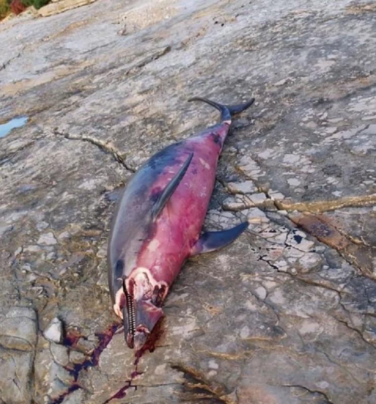 Uznemirujuće fotografije: U Puli pronađen unakažen delfin