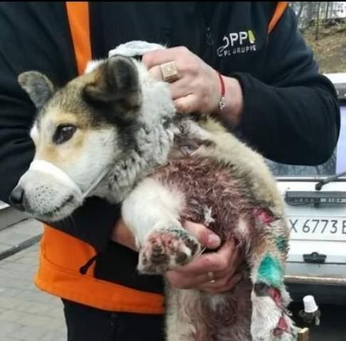 Životinju je spasio ukrajinski vojnik Aleksandar Zorin - Avaz