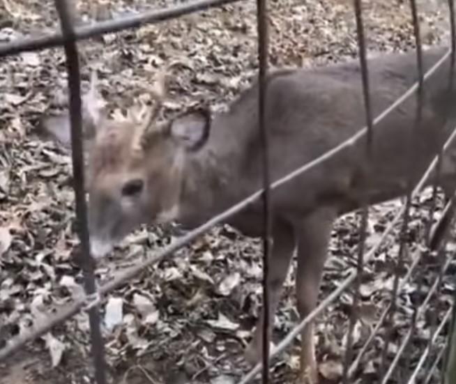 Lovci spasili zarobljenog jelena, a onda ih začudila njegova reakcija