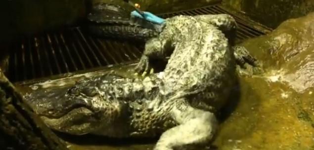 Navodni Hitlerov aligator uginuo u zoološkom vrtu u Moskvi