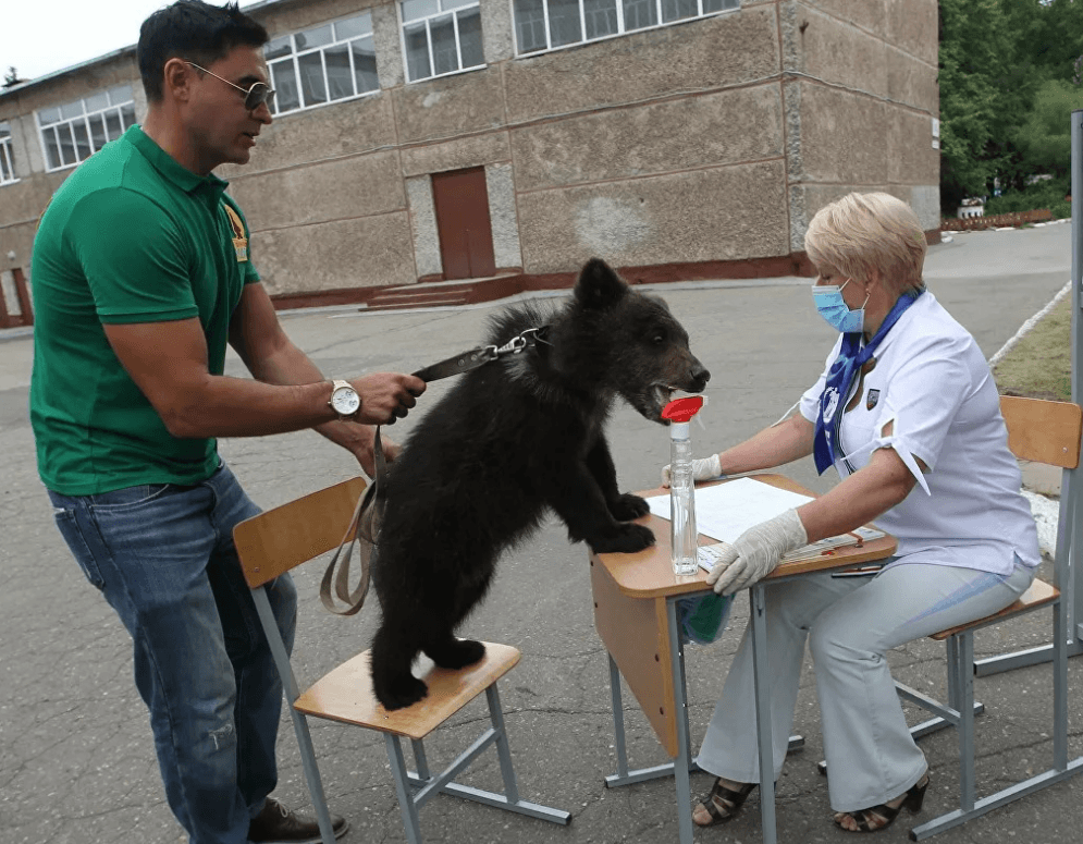 Medvjedić je "glasao" na mjestu koje se nalazi u gimnaziji u Barnaulu - Avaz