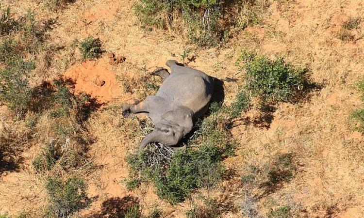 Prijeti li opasnost i ljudima: Stotine slonova misteriozno umrlo u Bocvani