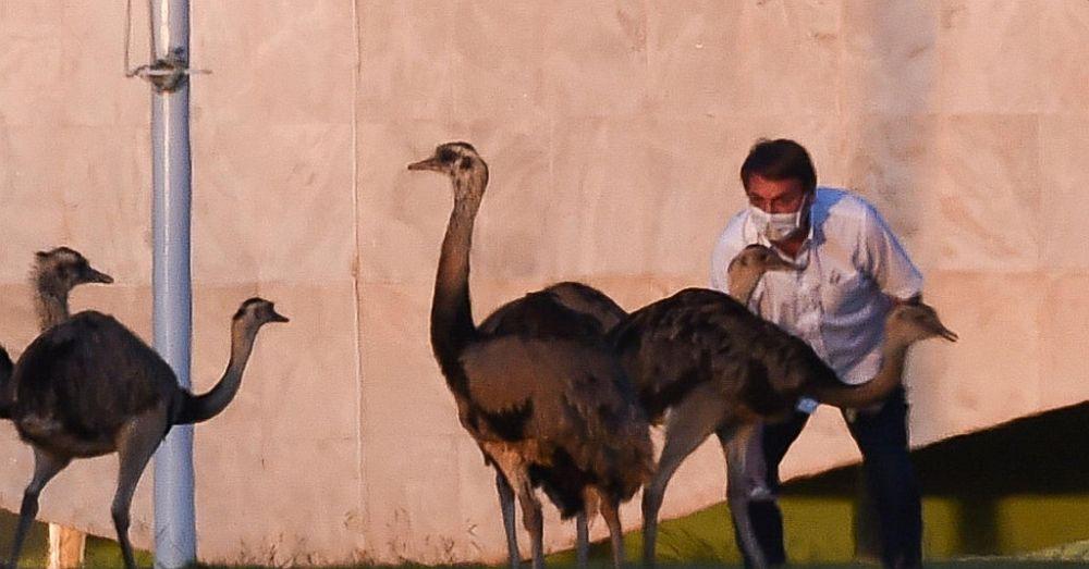 Brazilskog predsjednika napala ptica, opozicija je slavi: I životinje prepoznaju štetočinu