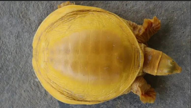 Da li je to poruka s neba: U Nepalu pronađena zlatna kornjača