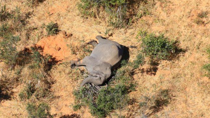 Zimbabve istražuje misterioznu smrt 11 slonova