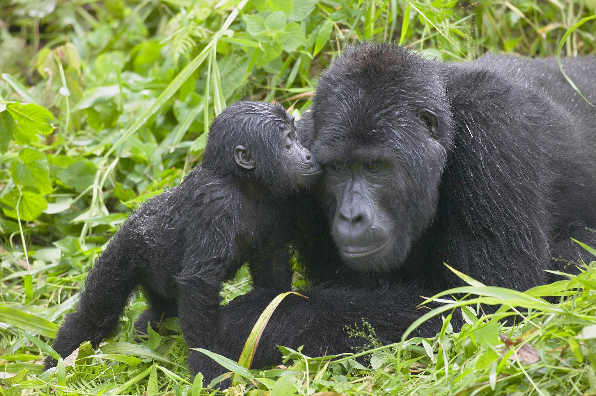 "Baby boom" rijetkih gorila u Ugandi