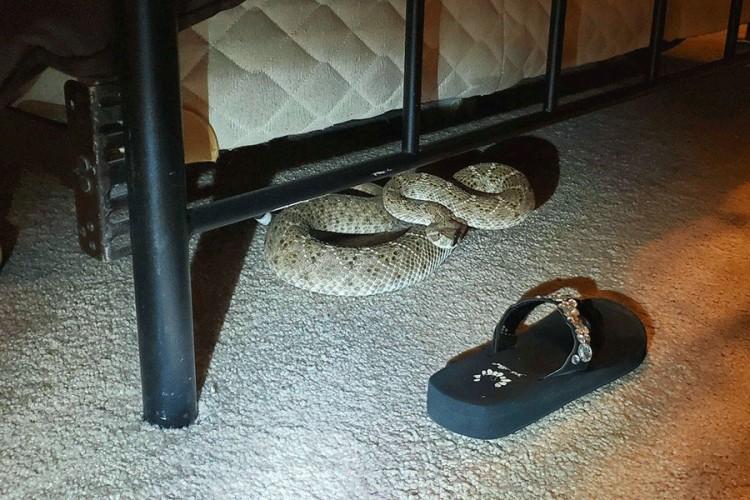 Bračni par pronašao zmiju zvečarku ispod kreveta