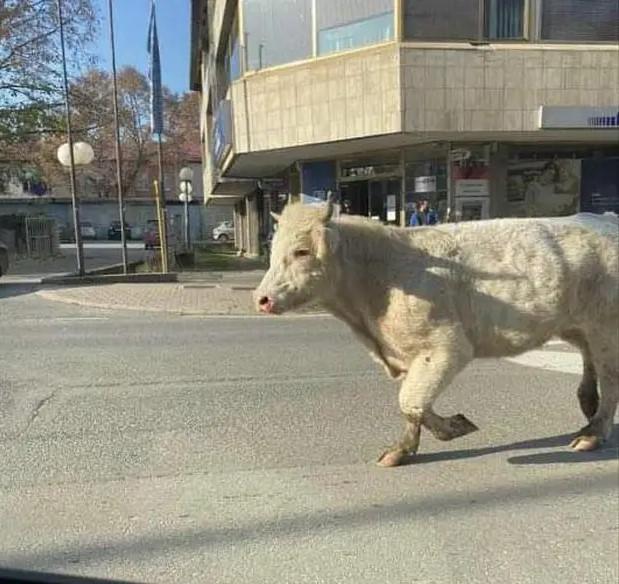 Bijeli bik trči hrvatskim gradom, zamalo je čovjeka nabio na rogove
