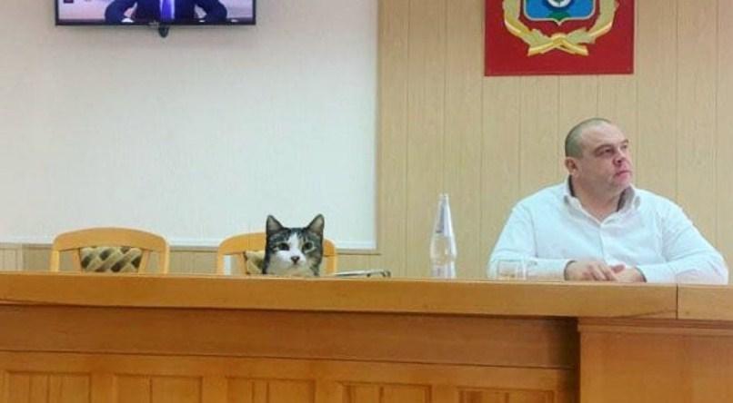 Mačak već 12 godina radi u opštini i obavezan je na sastancima