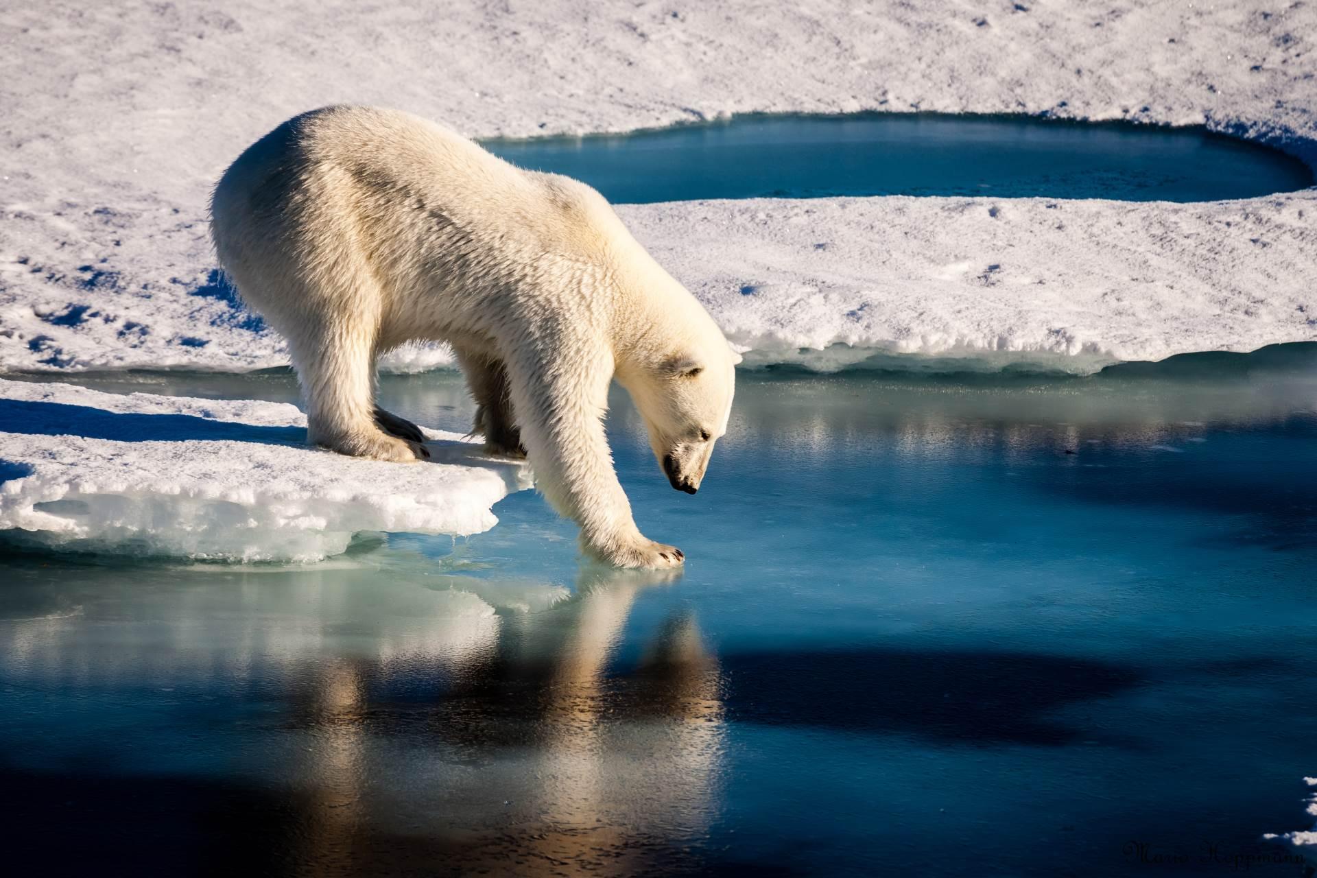 Zbog klimatskih promjena polarni medvjedi izumiru - Avaz