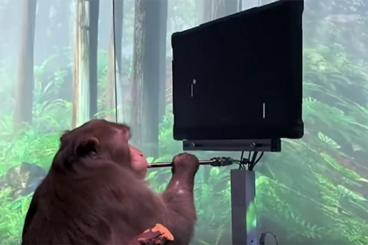 Majmun je uspio da odigra video igricu Pong samo svojim mozgom - Avaz