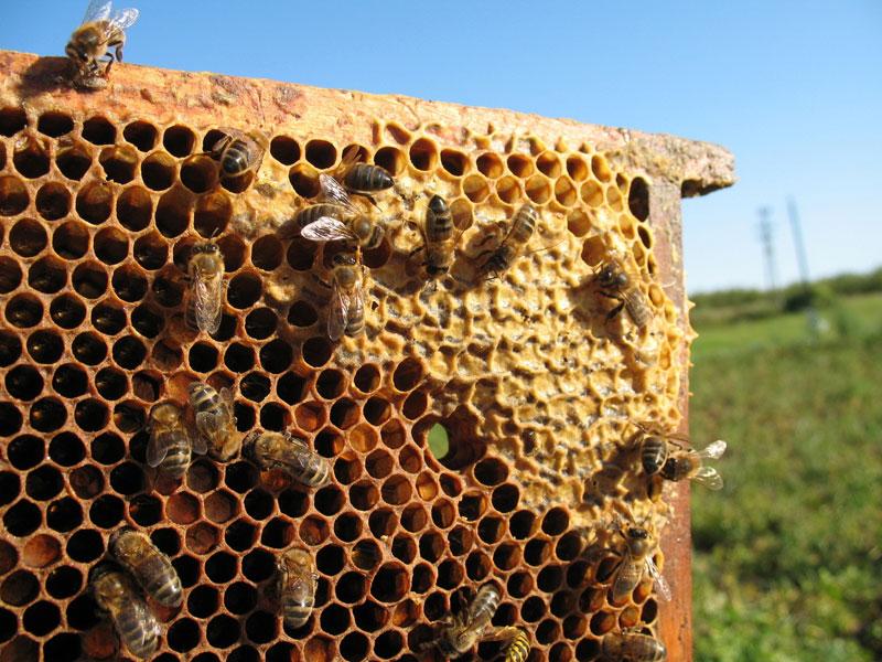 Stručnjaci u Holandiji obučili pčele da otkriju ko je zaražen koronavirusom