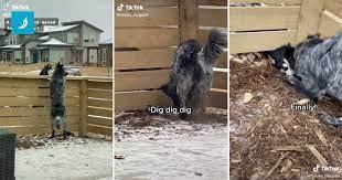Psi komšije iskopali rupu ispod ograde kako bi mogli biti zajedno